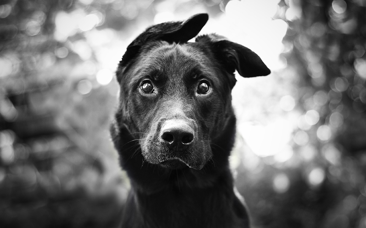 1xBet App vs Mobile Website – Which Is Better in 2026?